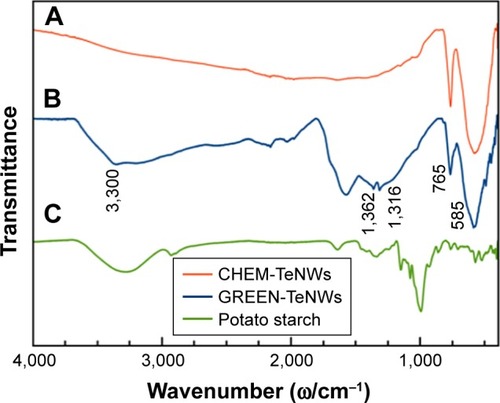Figure 5 FT-IR spectra of (A) CHEM-TeNWs, (B) GREEN-TeNWs, and (C) potato starch.Abbreviations: CHEM-TeNWs, chemically synthesized TeNWs; FI-TR spectra, Fourier-transform infrared spectra; GREEN-TeNWs, green-synthesized TeNWs; TeNWs, tellurium nanowires.