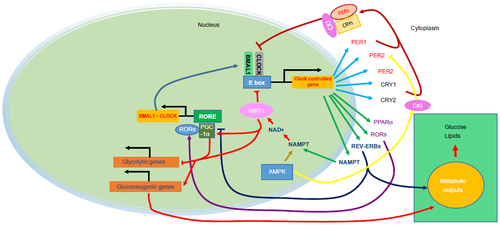 Figure 1 The mammalian core components of the clock system.