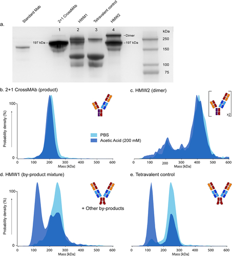 Figure 3. Non-Reducing SDS-PAGE and Mass Photometry Reveal Additional By-products and Non-covalent Interactions in HMW1 and HMW2 Fractions. a. Non-reducing SDS-PAGE analysis reveals the presence of multiple species in the HMW1 fraction and hints at non-covalent binding in the HMW1 fraction and tetravalent control. b-e. Mass photometry under native and acidic conditions of fractions corresponding to the gel lanes in a. Differences in the data between PBS and acidic conditions hint at the presence of non-covalent assemblies.