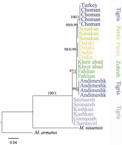 Figure 2. Phylogenetic estimates for Mastacembelus mastacembelus based on the COI mitochondrial marker. The topology is taken from the ML, and numbers above branches are bootstrap values/posterior probabilities. ML: maximum likelihood.