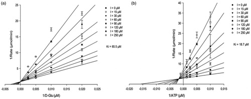 Figure 3. (a) Lineweaver–Burk plot of competitive inhibition model of compound 1 versus D-Glu at fixed ATP (400 µM) and uridine-5′-diphosphate-N-acetylmuramoyl-L-alanine (80 µM). (b) Lineweaver–Burk plot of mixed inhibition model of compound 1 versus ATP at fixed d-Glu (100 µM) and uridine-5′-diphosphate-N-acetylmuramoyl-L-alanine (80 µM). Data points are means ± standard deviations (all <10%) of triplicates.
