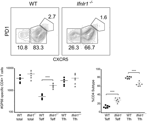 Figure 3. Absence of interferon lambda leads to increased CD4+ T effector cells.