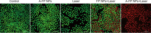 Figure 7 CLSM images of Calcein-AM and PI co-stained MCF-7 cells after different treatments. The scale bars are 50 μm.Abbreviations: Calcein-AM, calcein acetoxymethyl ester; PI, propidium iodide; CLSM, confocal laser scanning microscopy; A-FP NPs, AS1411-PLGA@FePc@PFP; FP NPs, PLGA@FePc@PFP.