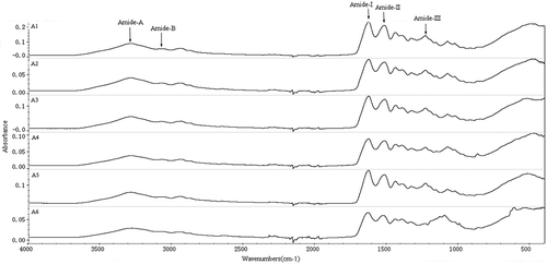 Figure 3. FT-IR spectra of different molecular weight gelatin extracted from the Yak skin.