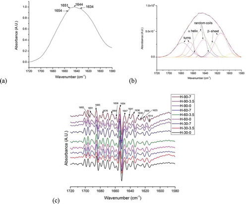 FIGURE 3 (a) Normalized spectra of the amide I region of hydrated gluten protein; (b) Normalized amide I band of hydrated gluten protein subjected to control conditions of 0 kV electric field intensity for 30 min fitted with sums of Gaussian bands; (c) Second derivative of normalized spectra showing the valleys and peaks associated with specific secondary structures for all experimental conditions.