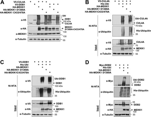 FIG 3 MEKK1-triggered autoubiquitination of CRL4 proteins. (A) HEK293 cells were transfected to express CRL4 complex members or MEKK1 in its WT form or variants thereof which are deficient in their function as a kinase (MEKK1 D1369A) or ubiquitin E3 ligase (MEKK1 C433/478A). Cells were lysed in 1.5× SDS sample buffer to maintain posttranslational modifications and further analyzed by Western blotting. (B) HEK293 cells were transfected to express CUL4A along with the indicated MEKK1 mutants and His-tagged ubiquitin. Ubiquitinated proteins were enriched on Ni-NTA beads under denaturing conditions, and ubiquitination of CUL4A was revealed by immunoblotting. (C and D) Experiments were performed as in panel B with the exception that ubiquitination of DDB1 and DDB2 was analyzed.