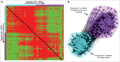 Figure 4. Merged binning analysis of a large panel of library clones and controls. (A) Heat map showing the results from a 354 × 337 (analyte x ligand) matrix, totaling 119,298 pairwise interactions. The analysis included 333 library clones and all 7 controls (each in triplicate) as analytes and 319 library clones and 6 controls (each in triplicate) as ligands. Some library clones were excluded from the analysis due to their poor behavior in the assay. The solid black boxes along the diagonal indicate the self-blocking results for the majority of clones, where data was available for both analyte and ligand orientations. No self-blocking data was available for a few clones that performed poorly as ligand, such as CTL-1, which was rapidly inactivated upon acid regeneration. (B) High-level community plot of the results showing that 2 main communities emerge; community 1 (purple) is populated by 176 library clones and all 7 controls, whereas community 2 (cyan blue) is populated by 167 library clones.