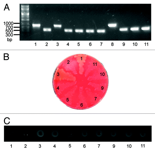 Figure 1. (A) PCR confirmation of sagA and sagB deletions in MGAS2221 and MGAS5005. Lanes 1 to 7 are PCR products for sagA deletion, and lanes 8 to 11 are PCR products for sagB deletion. (B) Loss of β-hemolytic activity in sagA and sagB deletion mutants. (C) sagA and sagB deletions had no effect on the SpeB protease production measured as the SpeB activity in the supernatant of overnight cultures. Numbers 1 through 11 in all the panels represent the following strains used in the analyses: 1, MGAS5005; 2, MGAS5005ΔsagA; 3, MGAS2221; 4, MGAS2221ΔsagA-1; 5, MGAS2221ΔsagA-2; 6, MGAS2221ΔsagA-3; 7, MGAS2221ΔsagA-4; 8, MGAS2221; 9, MGAS2221ΔsagB-1; 10, MGAS2221ΔsagB-2; and 11, MGAS2221ΔsagB-3.