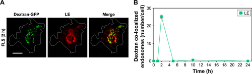 Figure S5 Time-dependent co-localization of dextran-GFP and LE.Notes: Dextran-GFP was used to develop LE as a positive control. (A) Time-dependent co-localization of dextran-GFP (green) and LE (red, anti-M6PR) in FLS was visualized by fluorescence microscopy. Bar indicates 20 μm. (B) Time-dependent co-localization of dextran-GFP (green) and LE (red, anti-M6PR) for FLS was counted. All data represent the mean ± SEM (n=10).Abbreviations: FLS, fibroblast-like synoviocytes; GFP, green fluorescent protein; LE, late endosome; M6PR, mannose 6-phosphate receptor; SEM, standard error of the mean.