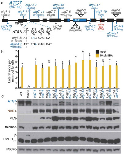 Figure 2. Numerous novel atg7 alleles recovered as lon2 suppressors. (a) Diagram of the ATG7 gene. Boxes and lines represent protein-coding regions and introns, respectively. The ThiF-like adenylation domain and active-site Cys residue are indicated. The positions of new atg7 mutations identified as lon2 suppressors are in blue; previously described EMS-derived lon2 suppressors [Citation48] are in gray, and T-DNA insertion alleles [Citation8,Citation9,Citation61] are indicated by triangles. atg7-9 is an unpublished allele (alias 8–30) from the pilot lon2-2 suppressor screen [Citation48] that carries a g2959a mutation in the intron 10 splice acceptor site. The sequence of the atg7-13 nonsense allele compared to atg7-5 and wild-type ATG7 is shown below the gene diagram. aa, amino acids. (b) Lateral root density of 8-day-old wild type (WT), lon2-2, atg7-4, and lon2-2 atg7 seedlings grown without or with IBA. Error bars show standard deviations (n = 8). Statistically significant (P < 0.0001) differences determined by one-way ANOVA are depicted by different letters above the bars. (c) Extracts from 6-day-old seedlings were processed for immunoblotting with antibodies to the indicated proteins. The asterisk indicates a protein cross-reacting with the ATG7 antibody.