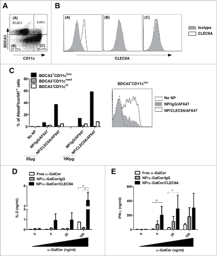 Figure 4. NP/CLEC9A target BDCA3+ DCs to activate human NKT cells. A, Live HLA-DR+ cells were analyzed to determine the percentage of DC subsets, including BDCA3+ DCs. B, BDCA3+CD11clow (population A) BDCA3−CD11cmed (population B) and BDCA3−CD11chi (population C) were analyzed for the expression of CLEC9A. C, 1 × 105 DCs were incubated with 25 or 100 µg of NP/IgG/AF647 or NP/CLEC9A/AF647 for 15 min. The percentage of AlexaFluor647-positive cells were analyzed by flow cytometry (left panel). Specificity of the targeting in BDCA3+CD11clow DCs is shown (right panel). The experiment shown is representative of 3 donors. (D) and E, 1 × 104 DCs were pulsed with graded doses of free or vectorised α-GalCer and were then co-cultured with 5 × 104 NKT hybridoma 55αβ (D) or with primary NKT cells (E). Mouse IL-2 and human IFN-γ were measured in the supernatant by ELISA after 24 hours and 48 hours respectively (pool of 3 donors). *P < 0.05 (a Kruskal–Wallis ANOVA).