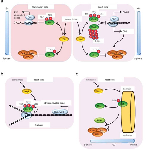 Figure 2. Regulation of G1, S and G2 phases by Hog1. (a) G1-S phase transition controlled by p38 and Hog1 SAPKs upon stress. Upon osmostress, p38 and Hog1 SAPKs phosphorylate the S/CDK inhibitor p57 or Sic1 respectively at a single residue. In mammalian cells (left panel), p57 phosphorylated at Thr143 has increased affinity toward the Cyclin A/Cdk2 complex, leading to G1 arrest. In budding yeast (right panel), Sic1 phosphorylation at T173 protects it from degradation by the proteasome, resulting in G1 arrest. Additionally, SAPK activation delays the G1-S phase transition by down-regulating the expression of G1 cyclins via phosphorylation of the transcription regulators Whi5 and Msa1 (yeast) and RB (mammals). (b) S phase regulation by Hog1 upon osmostress. Activated Hog1 phosphorylates the replication fork progression regulator Mrc1, delaying DNA replication and avoiding collisions between DNA Pol and the transcription machinery, which transcribes the osmo-responsive genes that are essential for cell adaptation and survival. Avoiding the concurrence of transcription and replication protects cells from DNA instability. (c) G2 regulation by Hog1 upon osmostress. In basal conditions, the CDK inhibitor Swe1 is recruited to the septin ring at the bud neck by the Hsl1–Hsl7 complex. At the neck, Swe1 is phosphorylated by Cdc5, leading to its degradation, which in turn activates Clb2–Cdc28. Activated Hog1 phosphorylates Hsl1, dissolving the complex with Hsl7, thereby preventing Swe1 migration to the neck and its degradation and, consequently, delaying the activation of the CDK and cell cycle progression through G2-M phases.