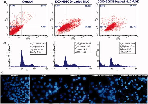 Figure 5. (a) The percentage of apoptosis and necrosis in MDA-MB-231 cells induced by combinatorial treatment of DOX and EGCG-loaded NPs. (b) Effects of combinatorial treatment of DOX and EGCG-loaded NPs on cell-cycle distribution of MDA-MB-231 cells. (c) Fluorescent images of DAPI stained cancerous cells following a 48 h exposure by DOX and EGCG-loaded NPs.