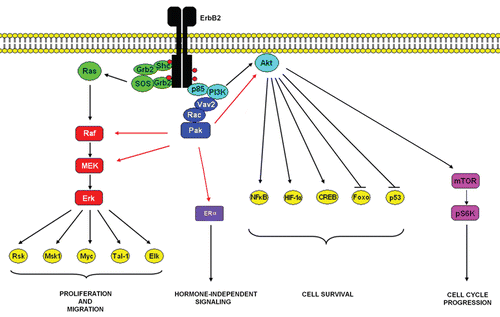 Figure 1 Dimerization of ErbB2 receptors leads to phosphorylation and activation of several intracellular catalytic substrates, including the Ras/Raf/MEK/Erk, PI3K/Akt and other important signaling pathways that regulate apoptosis, protein synthesis and cellular proliferation. Our experimental results summarized in this Extra View, demonstrate that ErbB2 signaling activates a Rac-Pak signaling pathway that contributes to ErbB2 mediated transformation through the Erk and Akt pathways.