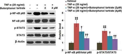 Figure 6. The effects of Butorphanol tartrate on the activation of NF-κB and STAT3 in HC-A chondrocytes against TNF-α. The cells were treated with Butorphanol tartrate (2, 4 μM) and TNF-α (20 ng/ml) for 24 hours. Representative Western blot results of p-NF-κB p65/total p65 and p-STAT3/STAT3 (‡‡, P < 0.01 vs. Control group; †, ††, P < 0.05, 0.01 vs. TNF-α group).