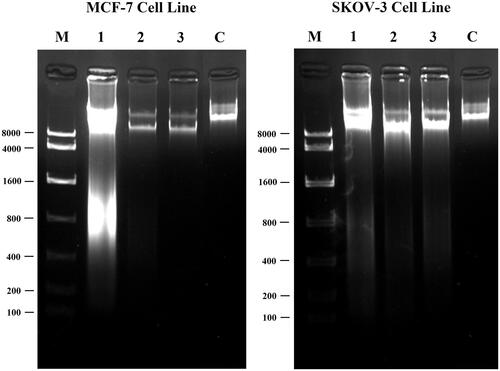 Figure 13. UV-Illumination images of fragmented DNA for cancer cells treated with modified nanochrysin loaded in PLGA-PVA. MCF-7 cell line (left lane), and SKOV-3 cell line (right lane). M: DNA marker with molecular weight ranged from 100 to 8000 bp; 1, 2 and 3 (150, 100 and 50 μg mL−1, respectively); C: Control (non-treated cell).