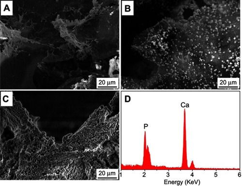 Figure 5 SEM micrographs of surface morphology of PK (A), PKLS (B), and PKNLS (C) after soaking into SBF for 5 days and EDS (D) of deposits on PKNLS surface.Abbreviations: SBF: simulated body fluid; PK: polyetheretherketone; PKNLS: polyetheretherketone–nanoporous lithium-doped magnesium silicate blend; PKLS PK/lithium-doped magnesium silicate blend; SEM: scanning electron microscopy; EDS: energy-dispersive spectroscopy.