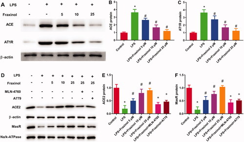 Figure 6. Fraxinol equilibrates ACE-Ang II-AT1R and ACE2-Ang (1-7)-Mas axis in Raw264.7 cells. (A–C) The protein expression of ACE and AT1R was measured by Western blot assay. (D–F) The protein expression of ACE2 and MasR was measured by Western blot assay. *p < 0.05 vs. Control group; #p < 0.05 vs. LPS group; +p < 0.05 vs. LPS + Fraxinol (25 μM) group.