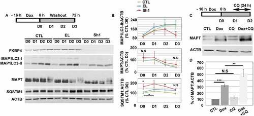 Figure 2. The absence of FKBP4 generated a decrease of intracellular MAP1LC3-II during MAPT proteotoxic stress in SH-SY5Y cells. (A) Western-blot of FKBP4, MAP1LC3, SQSTM1 and MAPT levels in shRNA-treated cells for three days (D0-D3) after doxycycline (Dox) washout. ACTB was used as loading control. (B) Quantification of immunoblot signals normalized to ACTB at each day (D0-D3), n = 4 experiments, error bars represent means ± SEM. (C) Representative western-blot analysis of MAPT level in Dox-treated SH-SY5Y cells after cell treatment with CQ (20 µM, 24 h). Cells were treated at D1 and cell lysates analyzed at D2 (see schema). (D) Quantification of immunoblot signal for MAPT was normalized to ACTB. Statistical analysis was determined by Student’s t-test **p < 0.01 and ***p < 0.001; n = 5, ± SEM. Abbreviations: CQ, chloroquine; N.S, not significant; ShRNA, small hairpin RNA; SEM, standard error of the mean