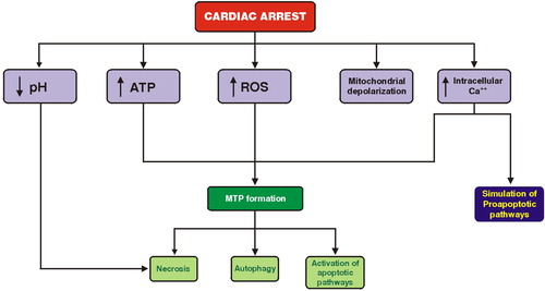 Figure 1. Activation of programed cell-death pathways during the cardiac arrest interval.