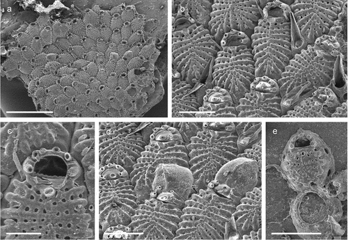 Figure 14. Cribrilaria cf. venusta. (a) Colony. (b) Zooids. (c) Orifice with the proximal border denticulated. (d) Maternal zooids. E. Ancestrula and first-generation autozooid. Scale: (a) 1 mm; (b, d, e) 200 µm; (c) 100 µm.