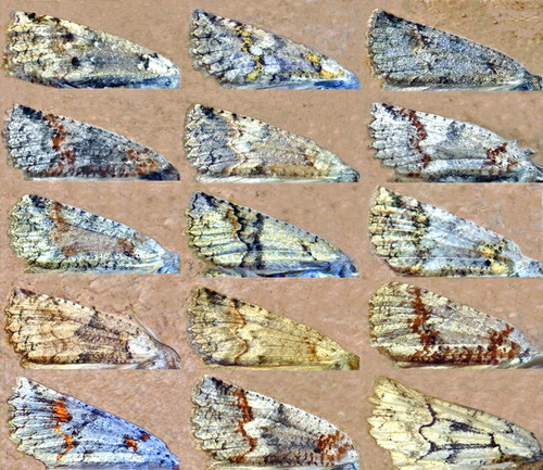 Figure 1. Some striking colour forms of Declana floccosa, all collected at Belmont.