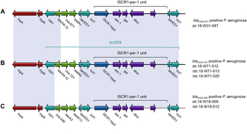 Figure 1 The genomic context of the blaOXA-677 (A), blaOXA-101 (B), blaOXA-246 (C). Genes are denoted by arrows. Genes, MGEs, and other features are colored based on their functional classification.