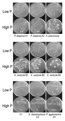 Figure 4. Growth on high P or low P medium of bacteria isolated from sugarcane juice. Plus (+++) indicates the strongest mucous trait, plus (+) is moderate, and minus (-) is the weakest. Cells were grown for 1 wk at 30 °C. Bacteria were tentatively identified based on the rDNA sequences.