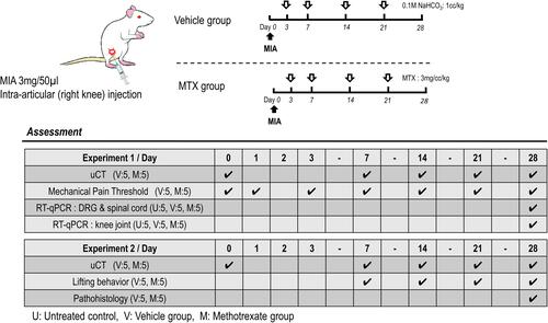 Figure 1 Schematic outline of experimental protocol. The numerical value of the day indicates days after MIA injection.