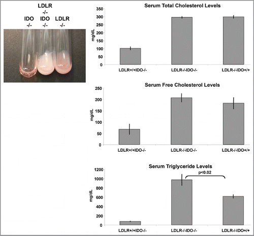 Figure 3 IDO deficiency accentuates hyperlipidemia in a mouse model of atherosclerosis driven by high fat diet. Blood serum samples were analyzed from WT, LDLR-/- or IDO-/-LDLR-/- mice on the C57BL6/J strain background. A representative illustration of hyperlipidemia present in mice fed a high fat diet is shown. Quantification of serum lipids demonstrated a significant increase in serum triglycerides in IDO-/-LDLR-/- mice fed an atherogenic diet (p < 0.02). No significant differences in levels of serum cholesterol were observed. Total mice tested in each group was IDO-/- (n = 10), IDO-/-LDLR-/- (n = 10), LDLR-/- (n = 9).