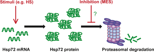 Figure 1. The effect of HS and MES on the synthesis and fate of HSP72. HSP72 mRNA induction is stimulated by stress such as heat shock (HS), leading to the production of HSP72 protein, which is subject to proteasomal degradation. Through an as yet undefined mechanism, MES inhibits the degradation of HSP72 and this leads to increased expression of HSP72.