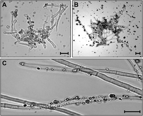 Fig. 1 Adhesion of sand particles on hyphae and mycelia of Fusarium graminearum in a liquid medium supplemented with sand. a, b, The medium was incubated at 150 rpm in 30°C for 48 h after inoculated with F. graminearum conidia (a) and mycelia (b). c, The mycelia in (b) after washing with 40 mL of water. Bars = 10 μm.