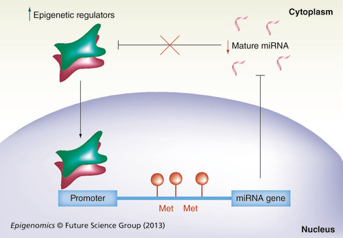 Figure 2. Epigenetic–miRNA loops.When the miRNA gene promoter is hypermethylated or modified in its chromatin structure (red circles) by the binding of epigenetic regulators (red and green squares), mature miRNA transcription is impaired (black line). Therefore, cytosolic miRNA levels are decreased (red arrow). Mature miRNA impairs the expression of epigenetic regulators (black line). However, decreased miRNA levels allow (red cross on black line) the increased expression of epigenetic regulators (green arrow) that bind to the miRNA gene promoter in the nucleus (black arrow).Met: DNA methylation.