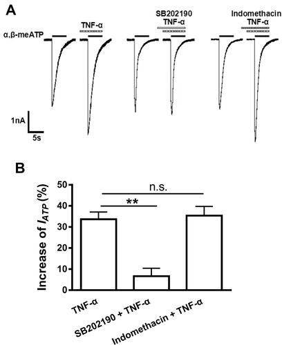 Figure 4 p38MAPK, but not COX, was involved in the potentiation of P2X3 receptor-mediated ATP currents by TNF-α. Representative current traces in (A) and the bar graph in (B) showed that the effects of TNF-α alone, p38 inhibitor SB202190 plus TNF-α, and non-selective COX inhibitor indomethacin plus TNF-α on α,β-meATP (100 μM) -evoked currents. IATP was significantly enhanced by TNF-α (10 ng/mL, 5 min) pre-treatment alone or combined treatment of indomethacin (30 μM, 3+5=8 min) plus TNF-α (10 ng/mL, 5 min). However, the enhancement of IATP did not occur when DRG cells were treated with SB202190 (10 μM, 3+5=8 min) plus TNF-α (10 ng/mL, 5 min). Statistical tests were performed using one-way ANOVA followed by post hoc Bonferroni’s test, and significance is shown **P < 0.01. n.s. Not significant. n = 7 in each column.