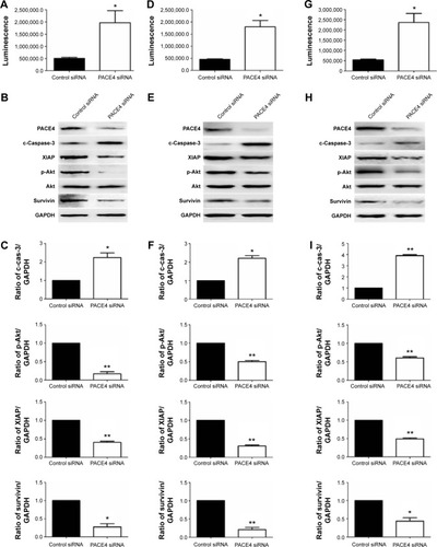 Figure 4 Western blot analysis of apoptotic-related proteins after PACE4 siRNA transfection.