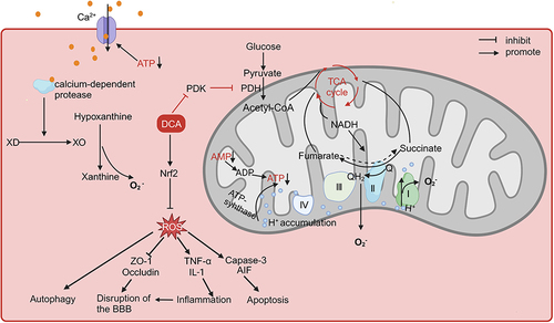 Figure 2 The role of DCA in cerebral ischaemia-reperfusion injury.