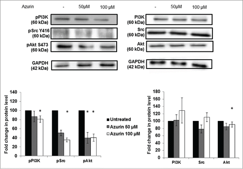 Figure 3. Effect of azurin in PI3K, Akt and Src signaling. Azurin at 50 µM and 100 µM decreased phosphorylation levels of pPI3K, pAkt and pSrc in both A549 cells. Total PI3K, Akt and Src levels were also analyzed. Results are presented as the ratio of band intensity of target protein between azurin treated samples and control samples, both normalized to their respective GAPDH band intensity (* p < 0.05).
