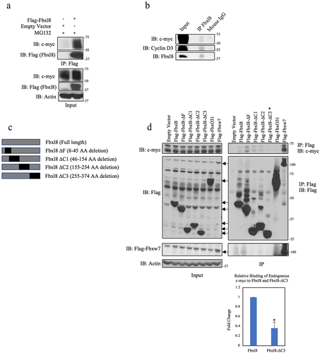 Figure 1. C-myc associates with Fbxl8. (a) Lysates from U2OS cells transfected with an empty vector or Flag-Fbxl8 and treated with MG132 (10 μM) for 6 hours were immunoprecipitated with anti-Flag antibodies. Immune complexes were analyzed by western blot. (b) Lysates from U2OS cells were immunoprecipitated with anti-Fbxl8 antibody crosslinked to Protein A Sepharose beads. Immune complexes were analyzed for c-myc and Cyclin D3 by western blot. (c) Schematic model of deletion mutants of Flag-tagged Fbxl8 construct. (d) Lysates from U2OS cells transfected with an empty vector, Flag-Fbxl8, and deletion mutants and treated with a proteasome inhibitor MG132 (10 μM) for 6 hours were immunoprecipitated with anti-Flag beads. Immune complexes were analyzed by western blot. Densitometric quantification of binding between endogenous c-myc and ectopic Fbxl8-ΔC3 relative to ectopic wild-type Fbxl8 control (Ratio Paired t-test, p-value < 0.05; N = 3).