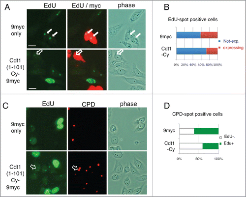 Figure 6. Cdt1 degradation is important for DNA repair synthesis. (A) HeLa cells were transfected with Cdt1(1–101)-Cy-9myc or 9myc only. The next day, cells were locally irradiated with UV, incubated in the presence of EdU for 30 min, and fixed for staining with antibodies for myc and Alexa Fluor 488 azide to detect EdU as supplied by the manufacturer. The open arrow indicates Cdt1(1–101)-Cy-9myc expressing cells with low EdU staining, while the filled arrows indicate 9myc-only–expressing cells with EdU spot signals. (B) EdU spot-positive cells in (A) were examined for expression of Cdt1(1–101)-Cy-9myc (Cdt1-Cy) or 9myc-only, and the frequency of cells not expressing (blue) or expressing (red) (%) is shown for each transfected cell culture. The mean of 2 independent assays is shown. (C) HeLa cells were treated as described in A, and stained for EdU and CPD. Open arrows indicate CPD sites with low or negative EdU signals. (D) CPD spot-positive cells in (C) were examined for EdU incorporation, and the frequency of EdU-positive (+; green) or -negative or low (-; white) cells (%) are shown for each transfected cell culture. The mean of 2 independent assays is shown.