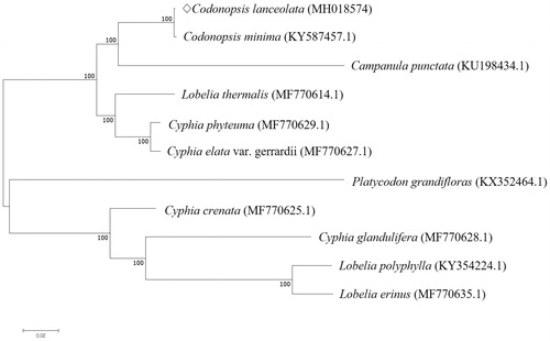 Figure 1. Phylogenetic analysis of C. lanceolata with 10 related species by Neighbor-Joining (NJ) methods. Numbers in the nodes are the bootstrap values from 1000 replicates.