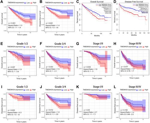 Figure 2 The prognostic value of TMEM45A in ccRCC. (A and B) Overexpression of TMEM45A in patients with ccRCC correlated with poor overall survival (OS) and disease-free survival (DFS). (C and D) Validation of the association between TMEM45A expression and OS or DFS on the GEPIA2 platform. (E–H) Stratified survival analysis to determine the prognostic value of TMEM45A on OS based on the histological grade or stage. (I–L) Stratified analysis to determine the prognostic value of TMEM45A on DFS based on the histological grade or stage.