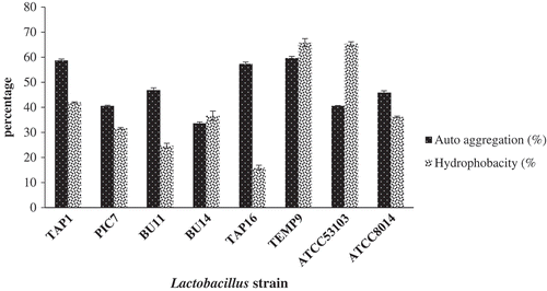 Figure 3. Percentage (%) of auto-aggregation and surface hydrophobicity of the isolated Lactobacillus and references strains.Figura 3. Porcentaje (%) de autoagregación e hidrofobicidad superficial de Lactobacillus aislada y de cepas de referencia.