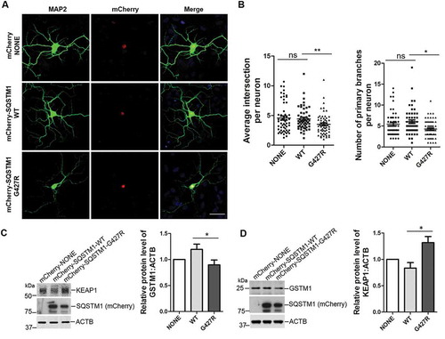 Figure 7. SQSTM1G427R mutation reduces the dendritic complexity and impairs NFE2L2 signaling in neurons. (A) Primary cortical neurons from sqstm1 KO mice at DIV 6 were transfected with mCherry tagged SQSTM1 variants. At DIV 14, neurons were subjected to immunostaining with MAP2. Scale bar: 40 μm. (B) Quantification of the results in A was performed with Sholl analysis comparing the number of primary branches and intersection in transfected neurons. One-way ANOVA analysis were used, and values are presented as the mean ± SEM (mCherry, n = 55; SQSTM1 WT, n = 54; SQSTM1G427R, n = 60 in four transfections). * p < 0.05, ** p < 0.01; ns, not significant. (C-D) Primary cortical neurons from E15-18 embryos of sqstm1 KO mice were infected with AAV viruses carrying indicated SQSTM1 variants. Infected neurons were harvested and subjected to western blot analysis with indicated antibodies. Student t-test was used, and values are presented as the mean ± SEM (n = three infections). * p < 0.05.