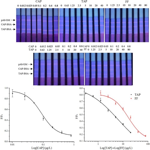 Figure 2. Fluorescent images of the LFA acquired under UV light and the calibration curves of FMs-LFA.