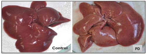 Figure 5. PD group showing the typical fatty liver condition.Figura 5. Grupo PD mostrando la típica condición de hígado graso.