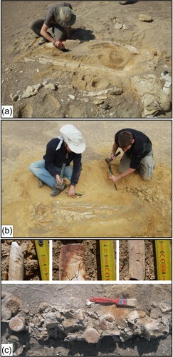 Figure 4. Field photographs depicting fossil tetrapods from the middle Miocene P0 allomember of the Pisco Formation exposed along the western side of the lower Ica Valley (East Pisco Basin, Peru). (a) MLP130, cf. Pelocetus sp., a cranium with articulated mandibles, preserved ventral side-up. (b) MLP36, cf. Tiucetus sp., a cranium with articulated mandibles, preserved dorsal side-up, plus some disarticulated vertebrae. (c) MLP36, Delphinida indet., a partially articulated, semi-eroded skeleton (vertebrae and ribs), with close-ups of three rib fragments with shark bite marks.