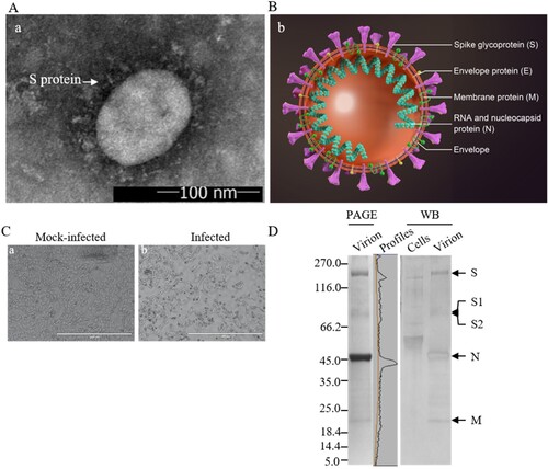 Figure 1. Characterization of vaccine candidate. (A) The negatively-stained, inactivated virion of SARS-CoV-2 visualized by TEM. The arrowhead indicates the spike (S) glycoproteins on the viral envelope. Scale bar = 100 nm; magnification, ×50,000. (B) Schematic model of SARS-CoV-2 particle. The major structural proteins S, M, and E, are located in the lipid envelope, enclosing the viral RNA-N protein complex (ribonucleoprotein). (C) Vero E6 cells mock-infected or infected with SARS-CoV-2 at a MOI of 0.01 and observed at 48 h post-infection by light microscopy. Scale bar = 1000 μm. (D) Analysis of proteins of the purified, inactivated SARS-CoV-2 by PAGE and Western blotting. Viral proteins were separated by 4–20% gradient PAGE, and Western blotting was performed using rabbit anti-virion antibody (1:500), identifying the structural proteins S, N, and M as indicated. Convalescent sera collected from patients of COVID-19 were used for characterization of immune responses against the viral proteins in virions. Mock-infected cell lysate was used as a control. PAGE gel was scanned by using Quantity One software. Molecular weight markers (in kDa) are indicated on the left. Viral structural proteins are indicated on the right.