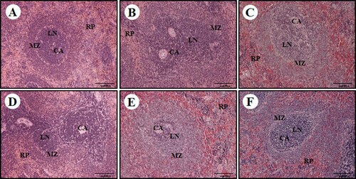 Figure 6. Effect of PPCE on cyclophosphamide (Cy)-associated spleen damage in Sprague Dawley (SD) rats. SD rats were oral administrated with the normal (saline), Cy (10 mg/kg), GE (100 mg/kg, positive control) + Cy (10 mg/kg), and PPCE (30, 100, or 300 mg/kg) + Cy (10 mg/kg) after which spleen damage was analyzed histologically. Representative images of the sectioned spleens of (a) normal rats (saline treatment), (b) control rats (treated with only Cy), (c) PPCE 30 mg/kg + Cy, (d) PPCE 100 mg/kg + Cy), (e) PPCE 300 mg/kg + cy), and (F) positive control (GE 100 mg/kg and Cy). Scale bar = 200 μm. CV, central vein; LN, lymph nodule; MZ, marginal zone; RP, red pulp.