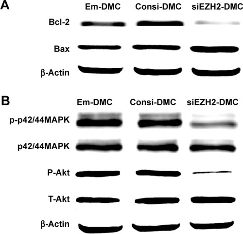 Figure 6 Molecular mechanism of siEZH2-DMC antiglioma.Notes: (A) The effect of siEZH2-DMC on apoptosis-related proteins by Western blotting analysis. (B) The phosphorylation of Akt and p44/42 MAPK in U87 was inhibited by siEZH2-DMC.