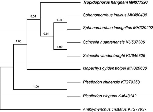 Figure 1. Phylogenetic tree obtained using Bayesian inference analyses from 13 protein-coding gene sequences, showing the relationship between Tropidophorus hangnam and other Scincidae species. Numbers above branches indicate posterior probabilities.